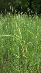Hordeum bulbosum