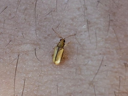 Systena plicata