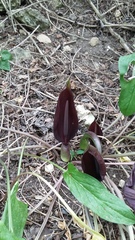 Arum elongatum