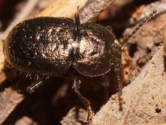 Adelium abbreviatum