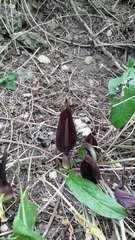 Arum elongatum