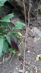 Arum elongatum