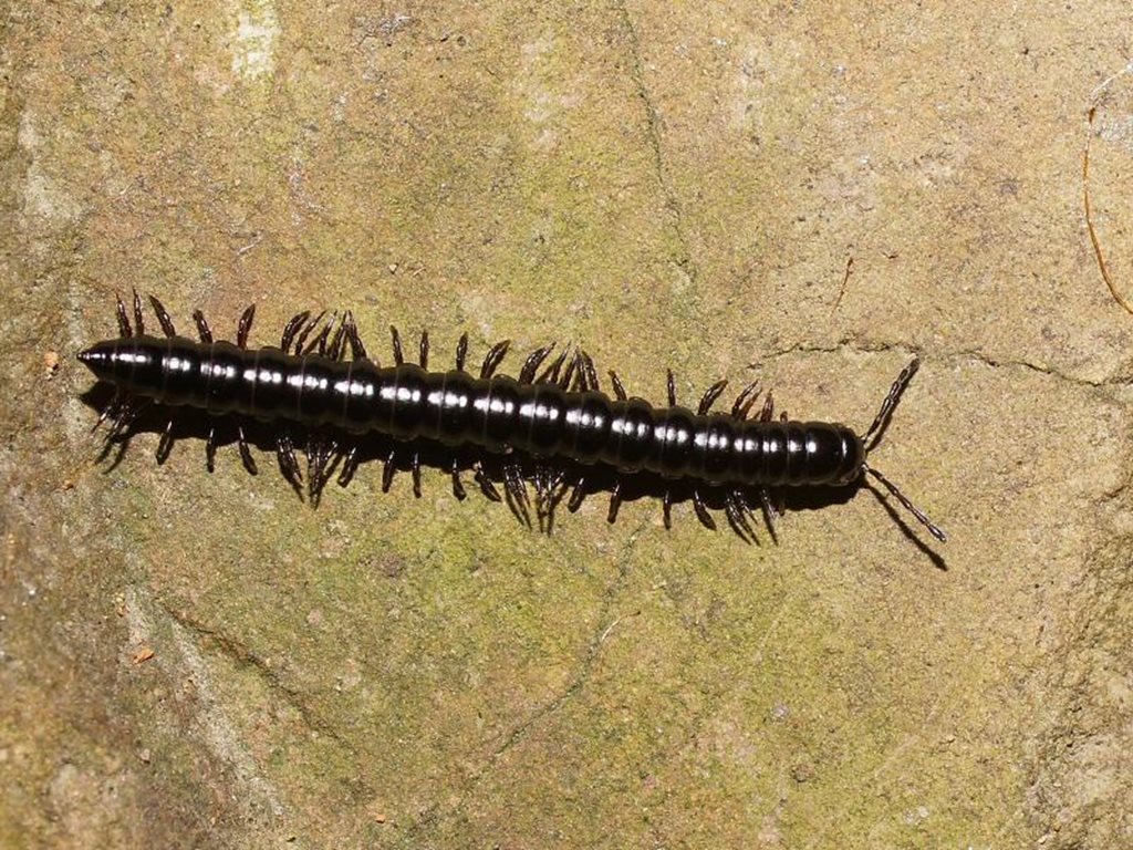 Notodesmus scotius