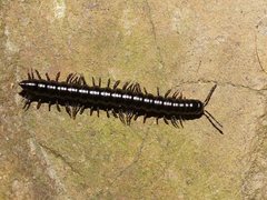 Notodesmus scotius