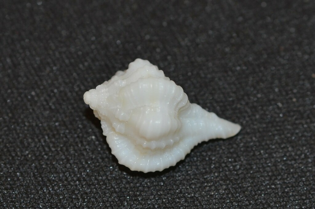 Rose Murex