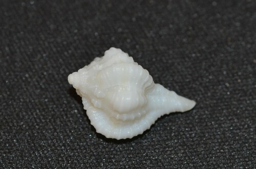 Rose Murex