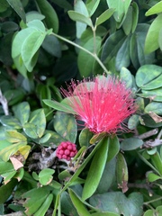 Calliandra tergemina emarginata