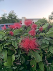 Calliandra tergemina emarginata