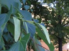 Tilia cordata
