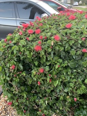 Calliandra tergemina emarginata