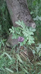 Allium cyrillii