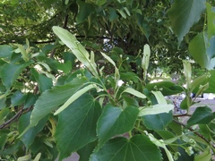 Tilia cordata
