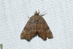 Cutina aluticolor