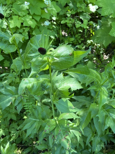 Showy coneflower (Rudbeckia alpicola)
