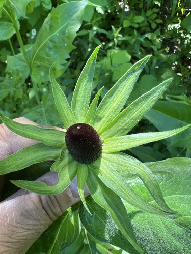 Image of Wenatchee Mountain Coneflower (Rudbeckia alpicola) by no rights reserved