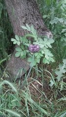 Allium cyrillii