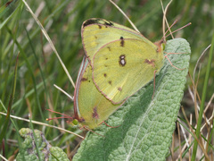 Colias hyale