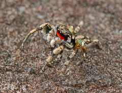 Habronattus sabulosus
