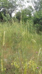 Hordeum bulbosum