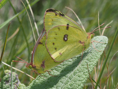 Colias hyale