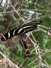 Heliconius charithonia