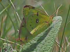 Colias hyale