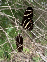 Heliconius charithonia