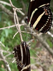 Heliconius charithonia