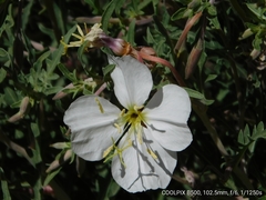 Oenothera pallida