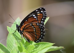Limenitis archippus floridensis