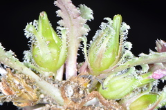 Glyptopleura marginata