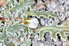 Glyptopleura marginata