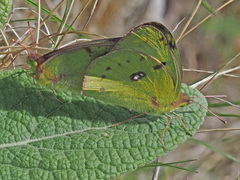 Colias hyale