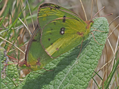 Colias hyale