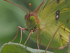 Colias hyale