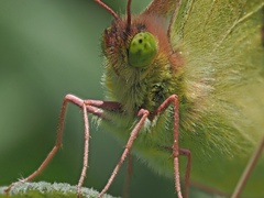 Colias hyale