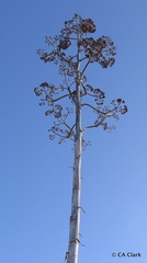 Agave caymanensis