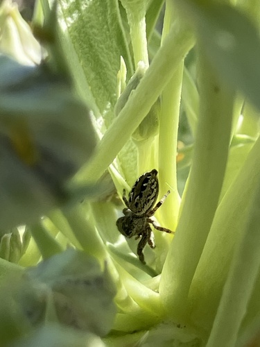 Black-marked Jumping Spider photo 5
