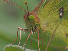 Colias hyale