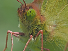 Colias hyale