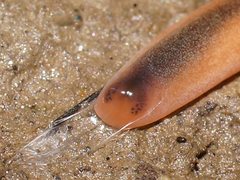 Argonemertes australiensis