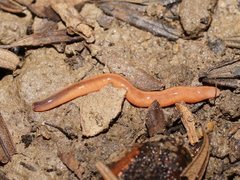 Argonemertes australiensis