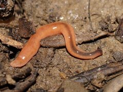 Argonemertes australiensis
