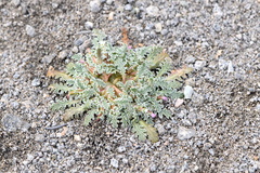 Glyptopleura marginata