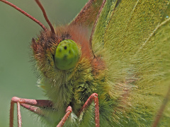 Colias hyale