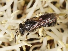Lasioglossum calophyllae