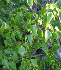Amyris elemifera