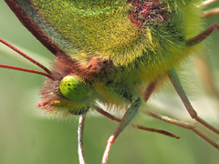 Colias hyale