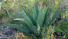 Agave caymanensis