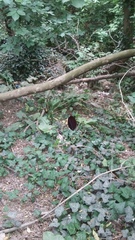 Arum elongatum